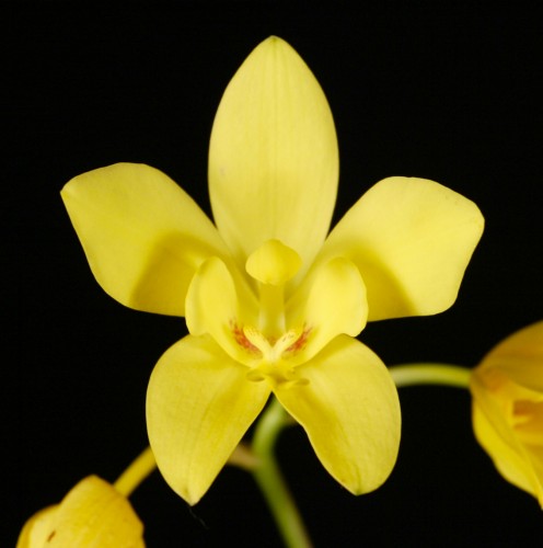 Spathoglottis kimballiana